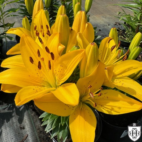 Lilium asiatic 'FantAsiatic Yellow' - Aasia liilia 'FantAsiatic Yellow'